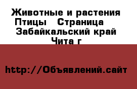 Животные и растения Птицы - Страница 2 . Забайкальский край,Чита г.